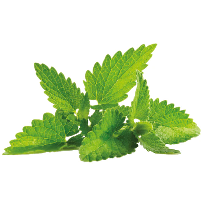 Sprigbox - Mint Grow Kit - Southern Agriculture 