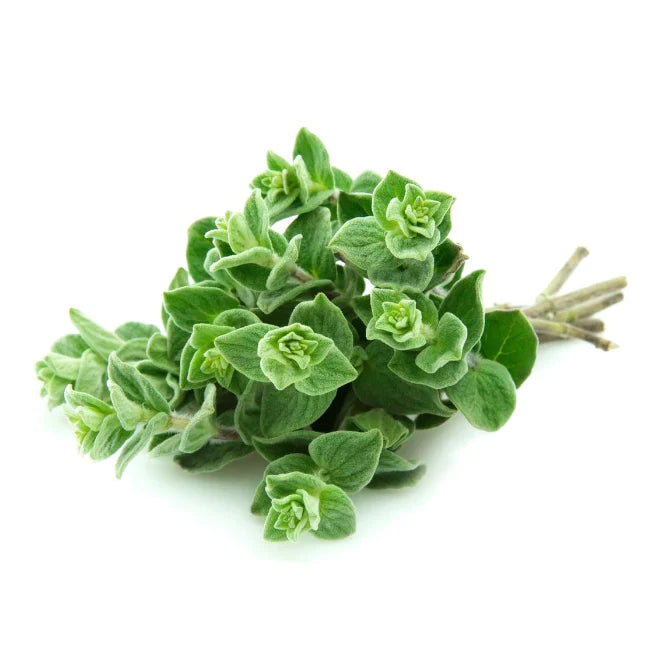 Sprigbox - Oregano Grow Kit - Southern Agriculture 