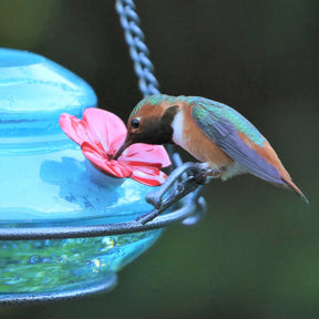 Nature's Way -  Hummingbird Feeder Mason Jar Top Fill