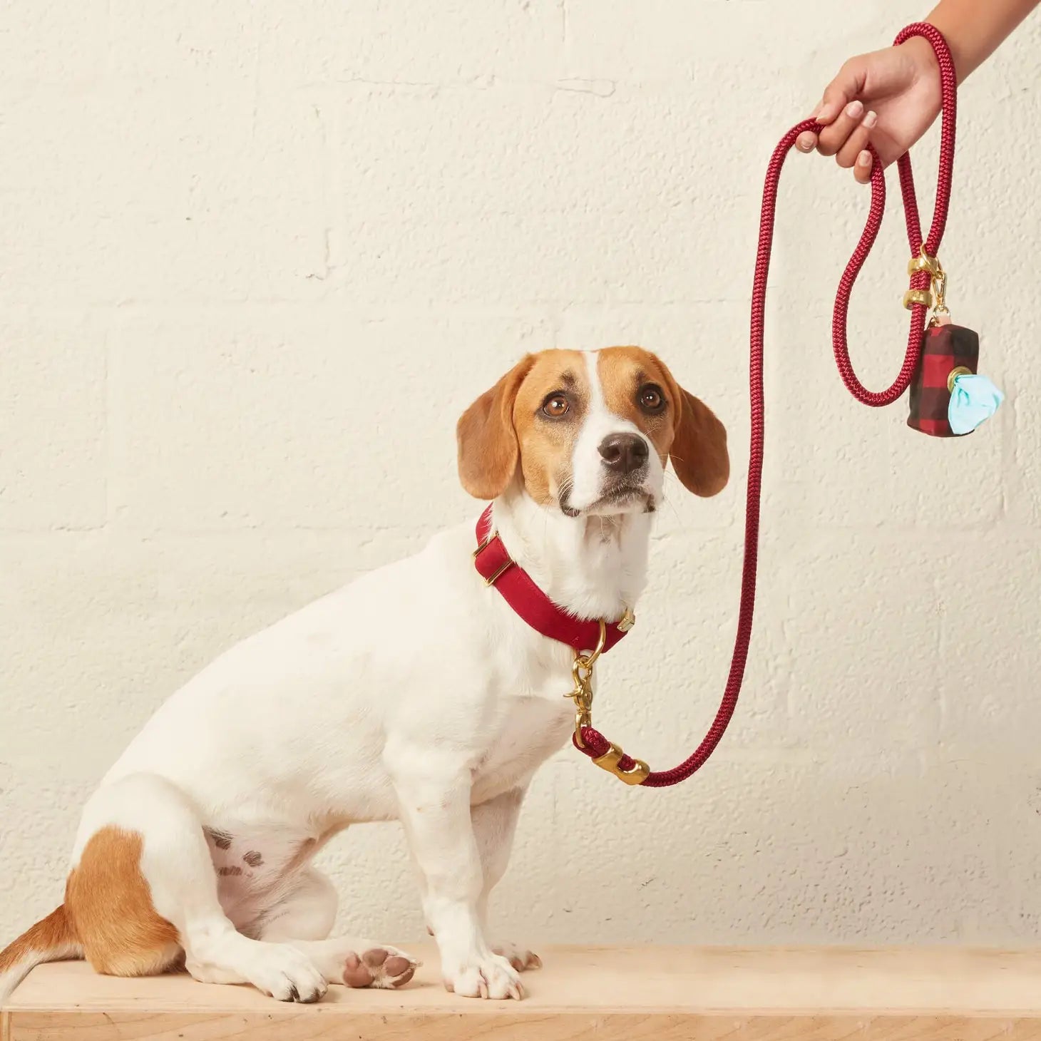 The Foggy Dog - Dog Collar Wine