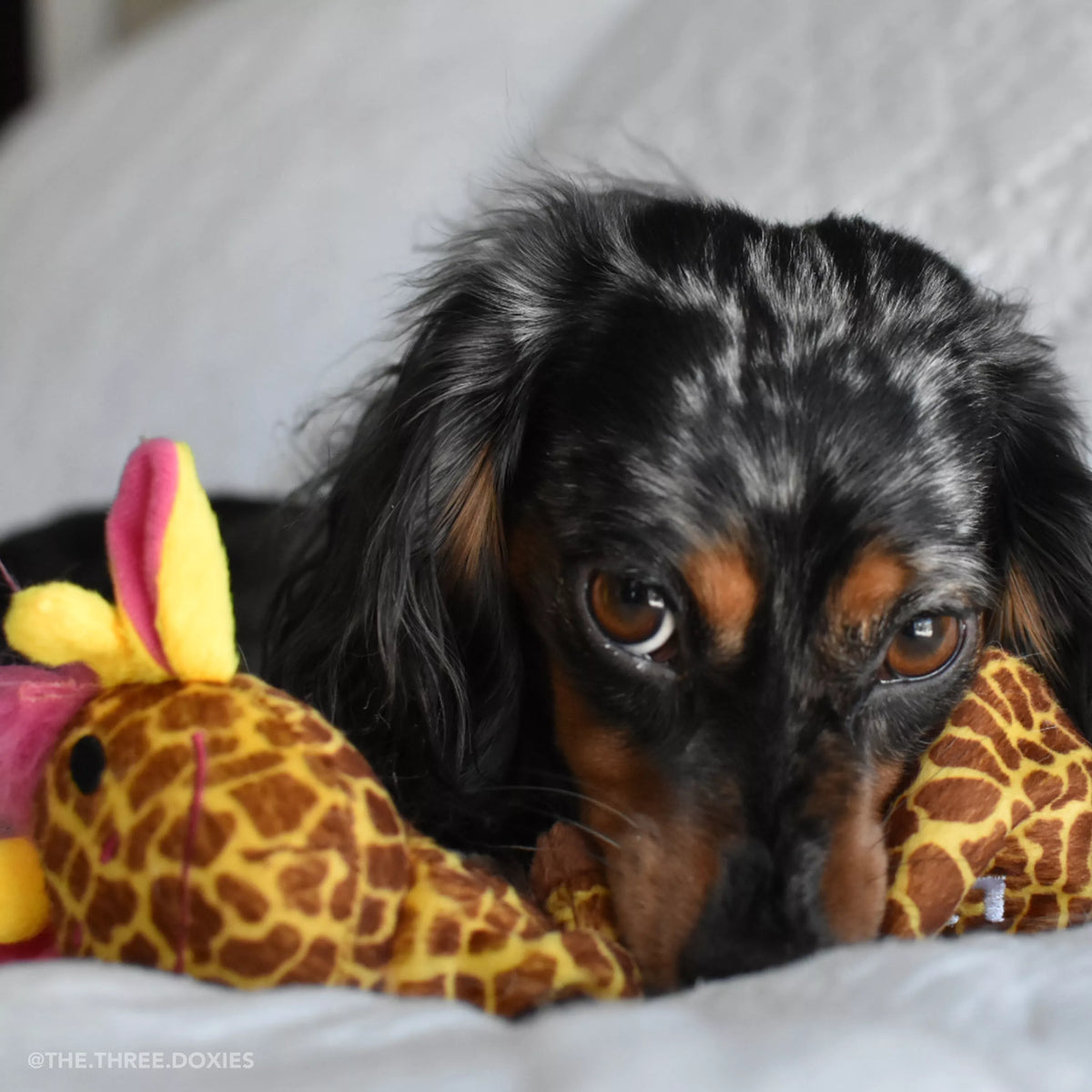 Coastal - Li'l Pals Plush Crinkle Dog Toy