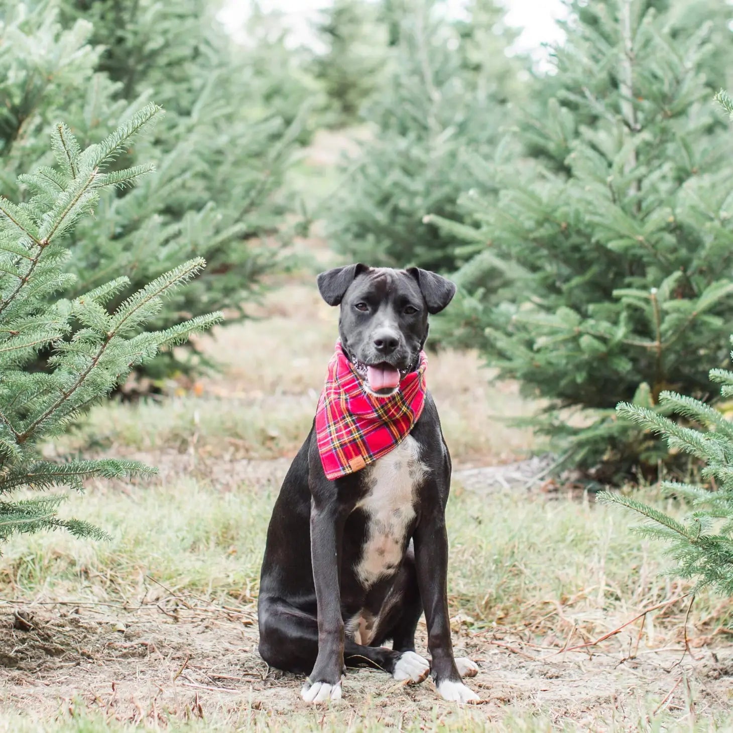 The Foggy Dog - Bandana Holiday Plaid Flannel