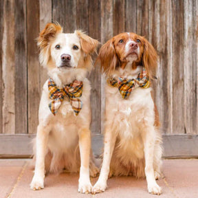 The Foggy Dog - Dog Collar Cornucopia Flannel