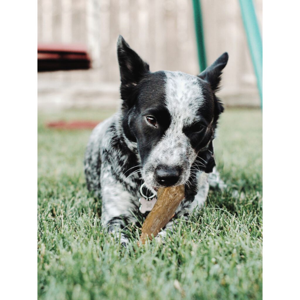 Ethical Pet Products - Coffee Wood Chew - Love The Earth