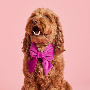 The Foggy Dog - Dog Bow Lady Plum Velvet - Southern Agriculture 