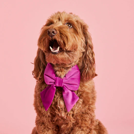 The Foggy Dog - Dog Bow Lady Plum Velvet - Southern Agriculture 