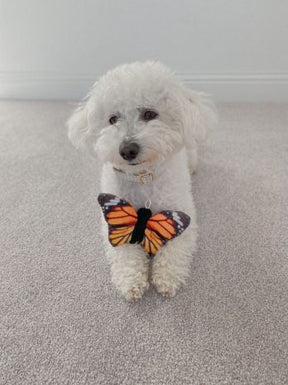 Tall Tails - Monarch Butterfly With Squeaker
