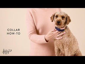 The Foggy Dog - Dog Collar Bees In Bloom