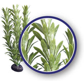 Anacharis Freshwater Aquarium Plant-Southern Agriculture
