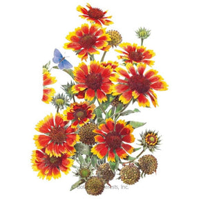 Botanical Interests, Inc. - Goblin Gaillardia Seeds
