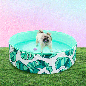Dog Pool That's Banana(leave)s - Southern Agriculture 