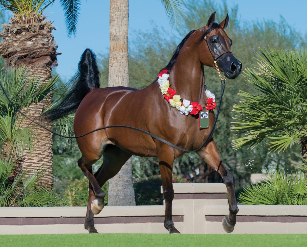 Breyer - RD Marciea Bey Champion Arabian Mare