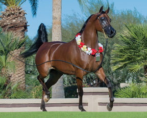 Breyer - RD Marciea Bey Champion Arabian Mare