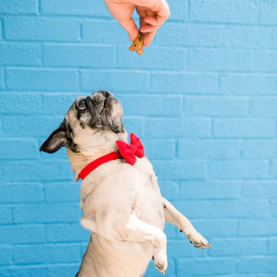 The Foggy Dog - Dog Bow Tie Ruby - Southern Agriculture 