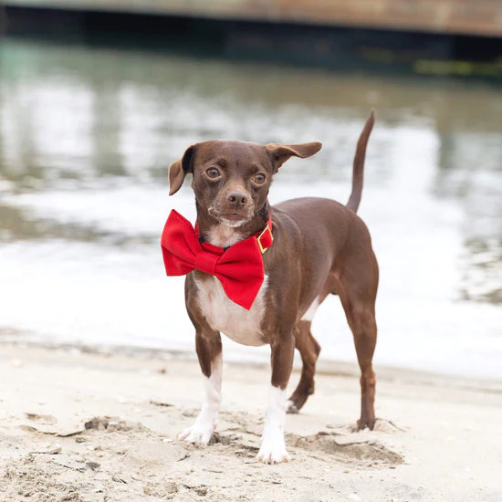 The Foggy Dog - Dog Bow Tie Ruby - Southern Agriculture 