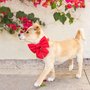 The Foggy Dog - Dog Bow Lady Ruby - Southern Agriculture 