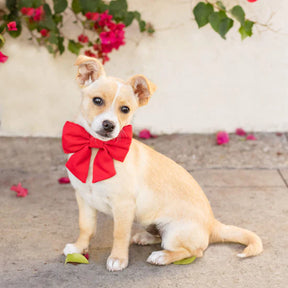 The Foggy Dog - Dog Bow Lady Ruby - Southern Agriculture 