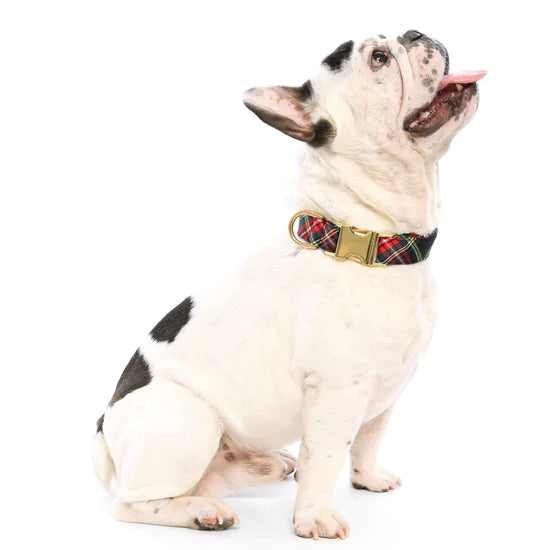 The Foggy Dog - Dog Collar Stewart Plaid