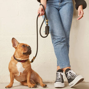 The Foggy Dog - Dog Collar Stewart Plaid