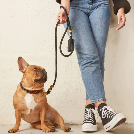The Foggy Dog - Dog Collar Stewart Plaid