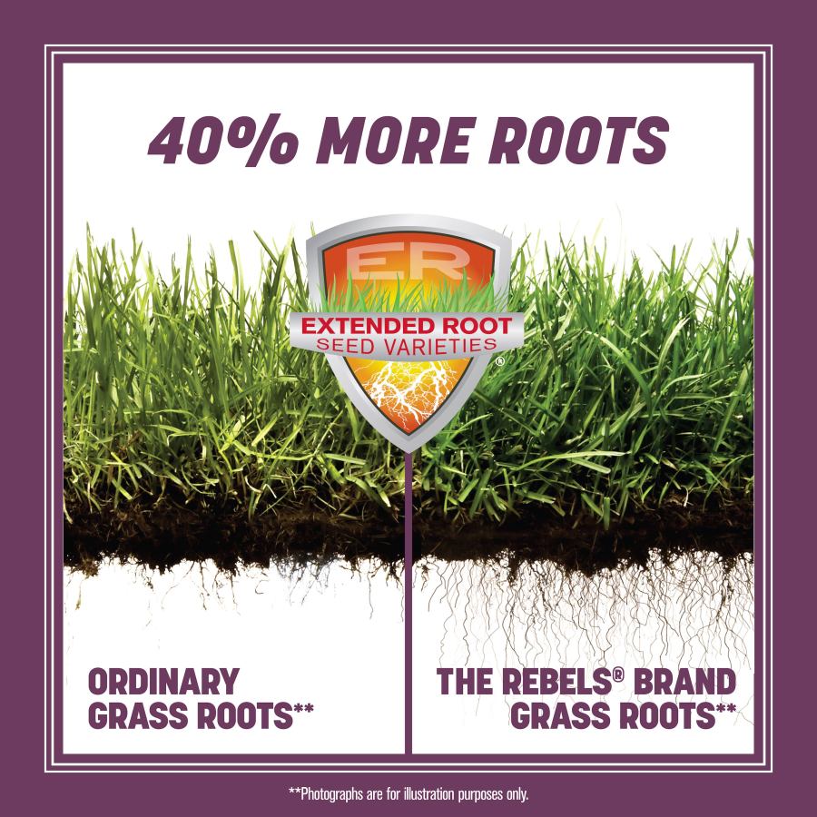 Pennington - Grass Seed Rebel Fescue Shady Lawn Covers
