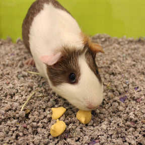 Vitakraft - Orange Drops For Guinea Pigs In Pouch