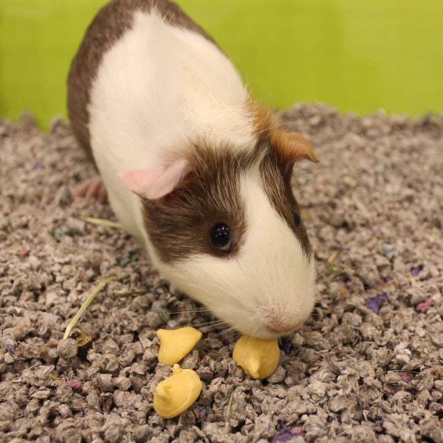 Vitakraft - Orange Drops For Guinea Pigs In Pouch