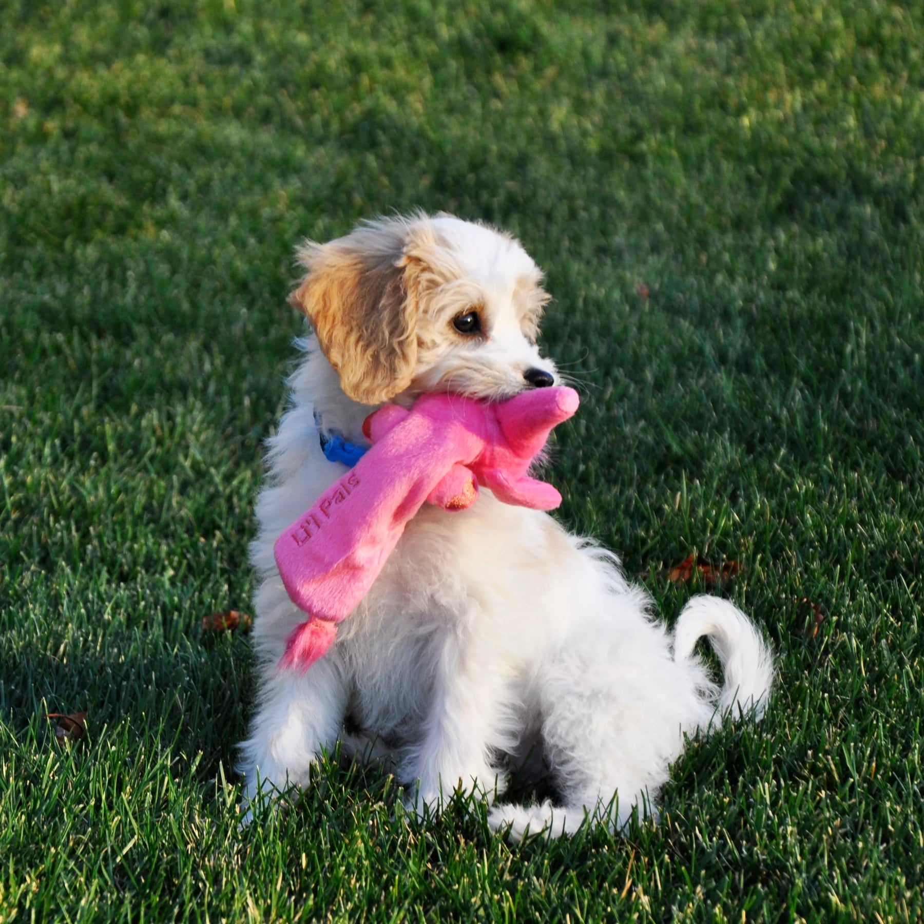 Coastal - Li'l Pals Plush Crinkle Dog Toy