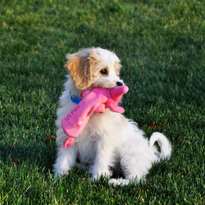Coastal - Li'l Pals Plush Crinkle Dog Toy